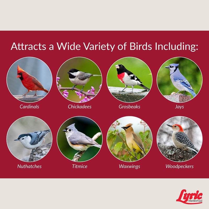 Lyric Fruit and Nut Wild Bird Seed - High Energy Wild Bird Food Mix - Attracts Woodpeckers, Chickadees & Other Songbirds - 10 lb. (pack of 2 - 5 lb bags) - Image 5
